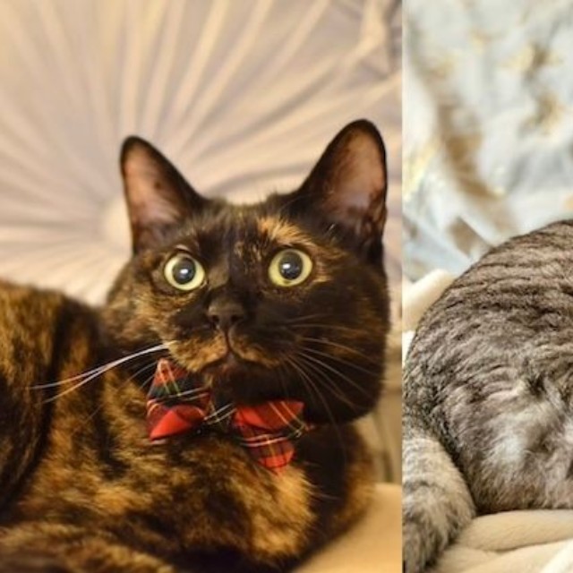 コルメルさんの愛猫、コルちゃん（左）と、メルちゃん（右）（画像提供：コルメルさん）