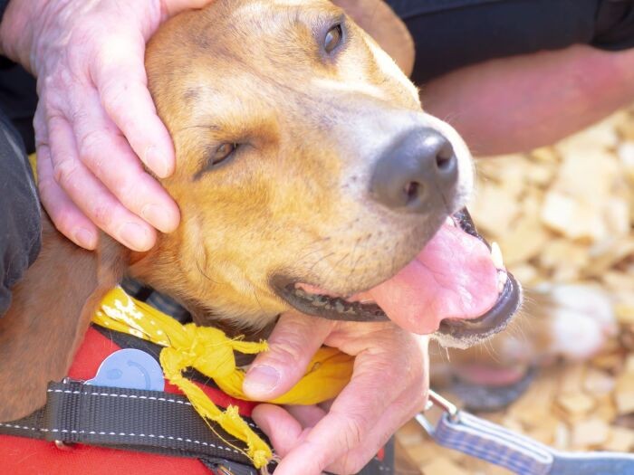 2023年は保護犬猫に出会う活動から初めてみては？保護施設や譲渡会に行くと、いろいろな犬猫たちに会える