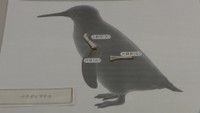 世界最小級ペンギンの化石は新種と判明（新村龍也＆足寄動物化石博物館作成）