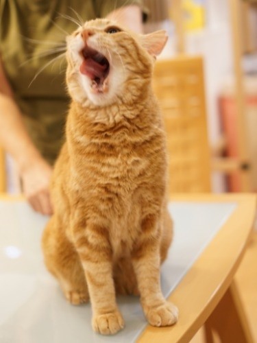 夢は叶うよきっとー