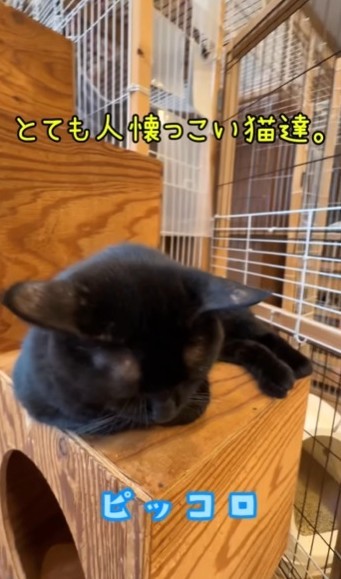 人懐っこい猫さんたち…写真は、ピッコロくん（ひろまろすぎさん提供、Instagramよりキャプチャ撮影）