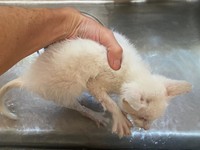 保護後はシャンプーをして体を清潔に