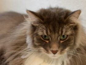 留守番のペットをスマホで見守り、駆けつけサービスも