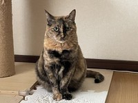 パテラと診断された翌日の様子