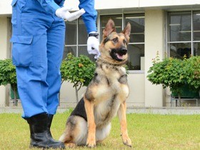 パートナーはシェパード「マリー」号　警察犬の指導手に