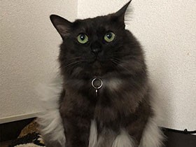 台風が来る日、駐輪場で出会って放っておけなかった猫「ふわ」