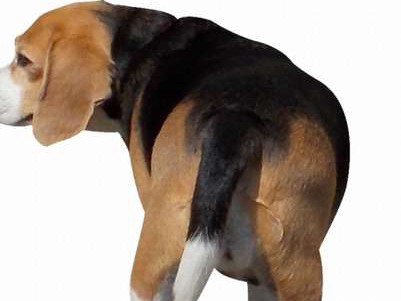 高齢化で何が起きる？　水を欲しがるのは腎臓病のサイン？