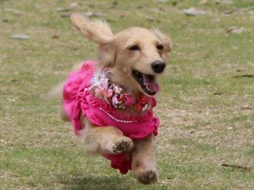 過酷な環境から保護されたミニチュアダックスの「つくし」