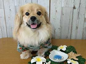 アロハシャツでハワイ気分　ミックス犬の「れん」