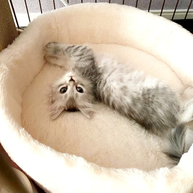 子猫時代、丸いベッドでめいいっぱい伸びながらくつろぐすぴさん（画像提供：すぴさん）