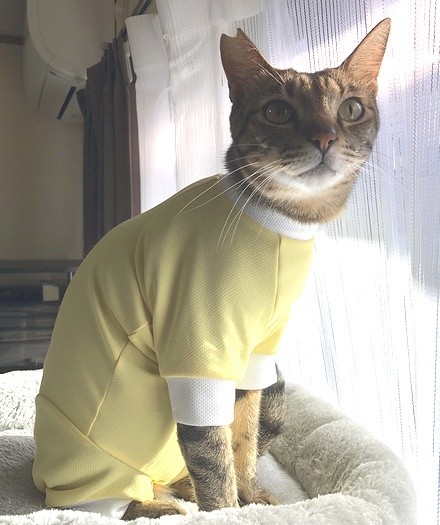 フカフカのベッドでくつろぐランチくん