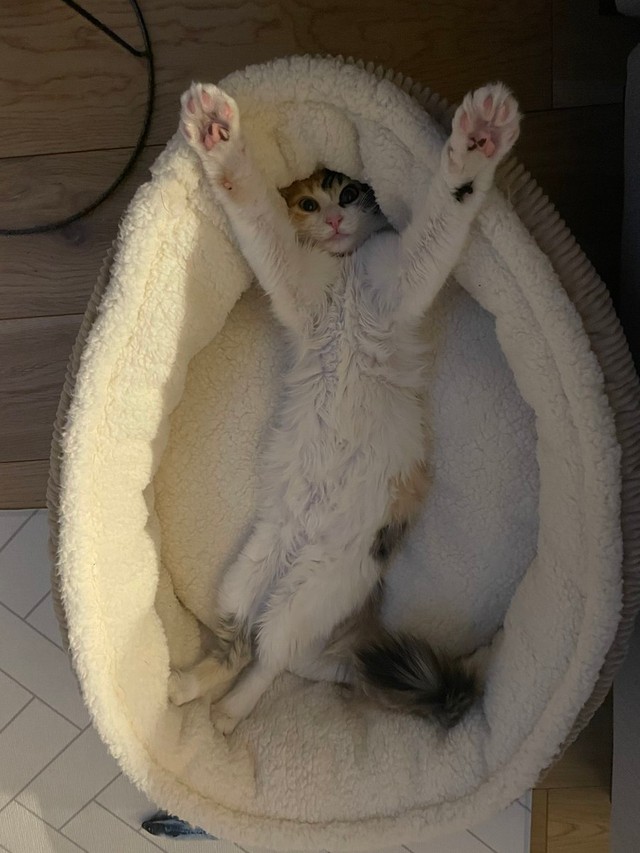 ウルトラマン！＝ぽてこゆこめ+うなさん（@potechi_nikki）提供