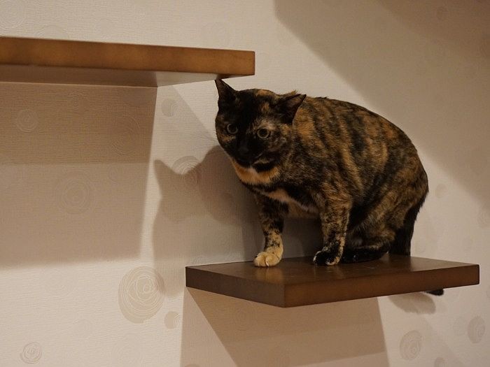 「お部屋でたくさん運動できるよ」