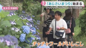 宮城・登米市で「あじさいまつり」始まる