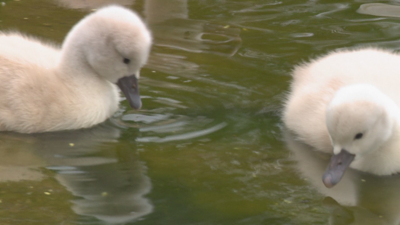ふわふわかわいい 公園でハクチョウのひなが5羽誕生 岡山・総社市