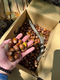 拾い集めた大量のドングリ（画像提供：えねるさん）