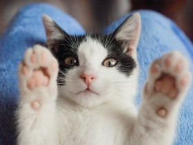 「猫の日」特別企画のお知らせ　松島花さん「特別編集長」に就任