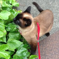 お散歩中のミカちゃん、今日は何を見つけた？