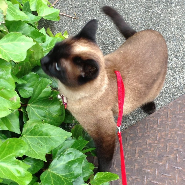 お散歩中のミカちゃん、今日は何を見つけた？