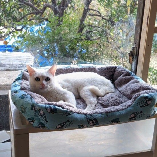 ふかふかの猫ベッドでくつろぐことができるようになった（ねこかつ提供）