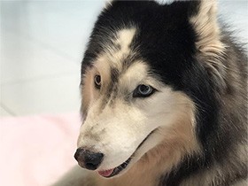 ふわふわの笑顔！　アラスカンマラミュートの「ミートボール」