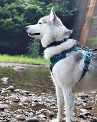 川遊びに行った珀くん（画像提供：ハスキーの珀くん）