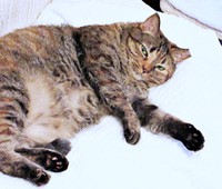 ゴロンと寝そべるえっちゃん。優しい眼差しが素敵です（画像提供：Ｙさん）