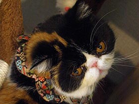 猫に泣き、猫に癒やされ　「やっぱ、猫じゃけぇ」一家の１年