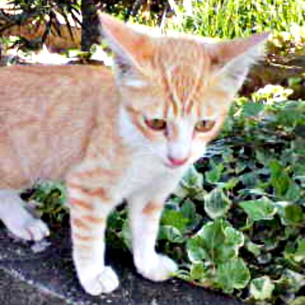 庭に現れた当時、生後推定2カ月だったフータくん（画像提供：ナオとフータさん）