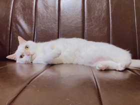 ソファでだらーしている白猫「あめ」　でも寝込んだときは寄り添ってくれるやさしい子