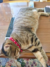 安心して眠るチャッピーちゃん（画像提供：やわいさん）