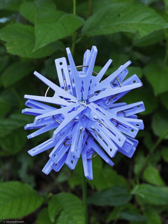 「紫陽花の季節になりました( ´∀｀)」（岡本なうさん提供）