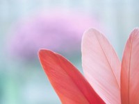 「女の子なんだから」母に言われた言葉を、気づけば娘たちに向けていた