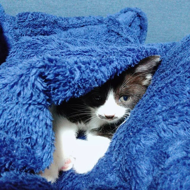 子猫の頃、ふかふかしていて気持ちいいにゃ