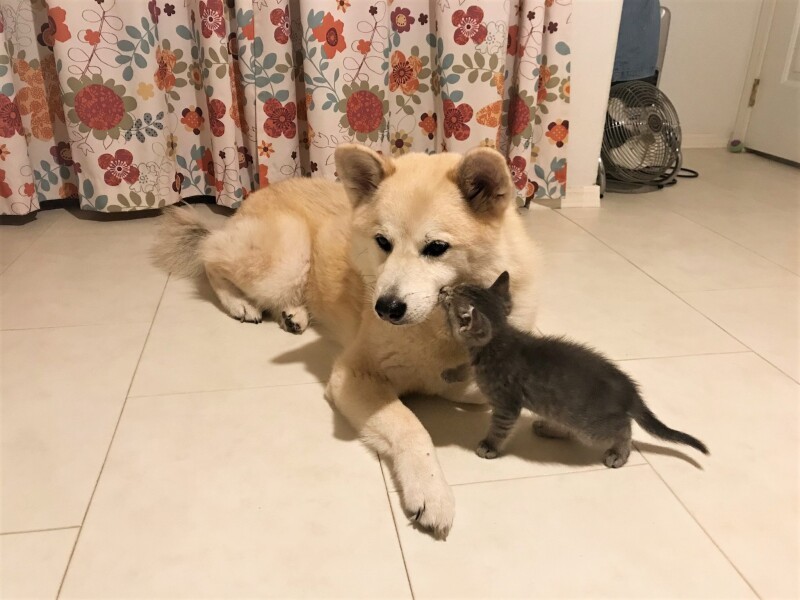 オジロに甘えに行くサラ（かよこさん提供）