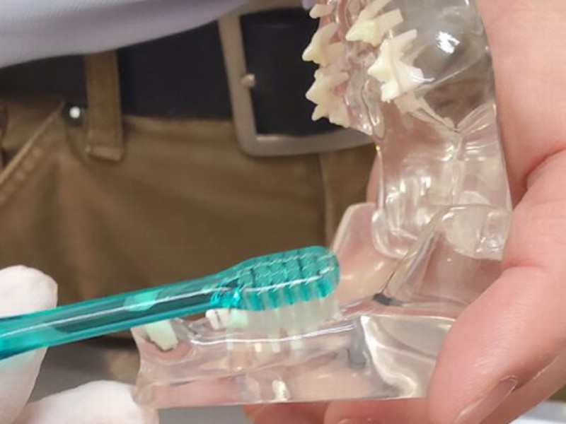 先生に、模型で磨き方を教わったこともあります。頭の中ではわかる、でも実際にすると難しい。それが猫の歯磨き