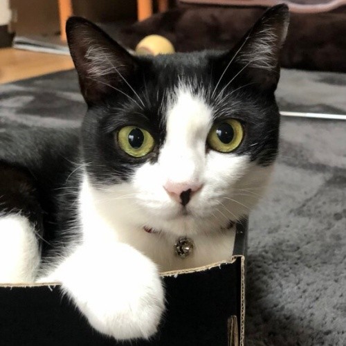 まん丸おめめがキュートな初ちゃん（画像提供：はっちゃんムーさん）