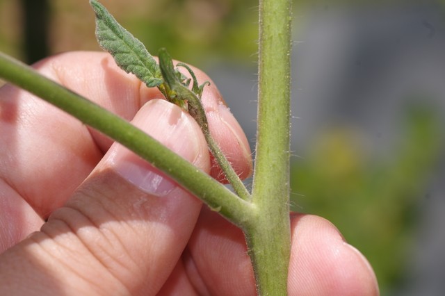 芽かきは晴れた日の午前中に！※画像はイメージです（taya27mu2/stock.adobe.com）