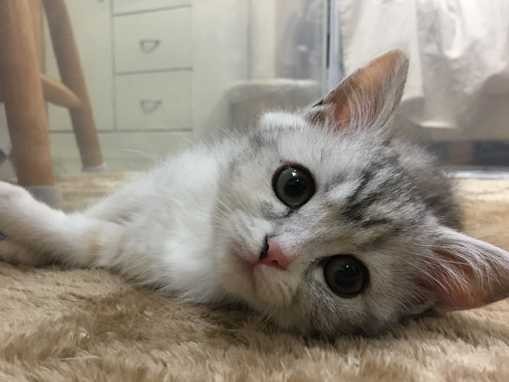 おてんば娘で暴れん坊、ママの指をかじるのが大好きな「きなこ」