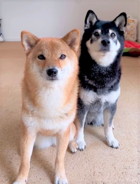 お座りして、おやつ待ちのみくりなちゃん（提供：柴犬みくりな）