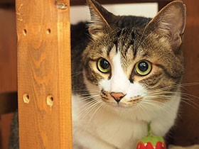 お客さまが来たからドキドキ　うちの前で拾った保護猫「クレ」