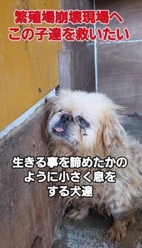 シニアになり繁殖に使えなくなると「不要犬」とされ、買い取り業者へ転売されそうになった…（北村さん提供、Instagramよりキャプチャ撮影）