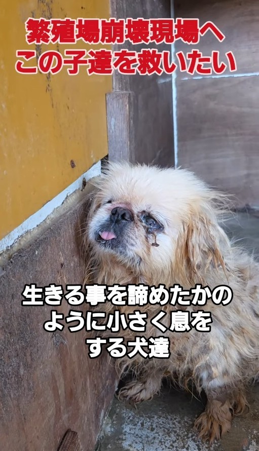 シニアになり繁殖に使えなくなると「不要犬」とされ、買い取り業者へ転売されそうになった…（北村さん提供、Instagramよりキャプチャ撮影）