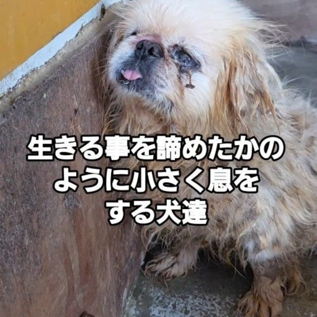 シニアになり繁殖に使えなくなると「不要犬」とされ、買い取り業者へ転売されそうになった…（北村さん提供、Instagramよりキャプチャ撮影）