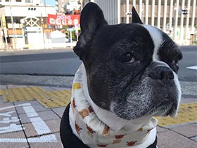 お祭りの商店街をのんびり散歩　聞き上手なフレブルの「クロエ」