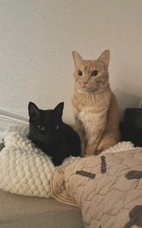 いっぱい撫でてもらえたかな？ノアールちゃんとティーグルくん（画像提供：ティグノアさん）