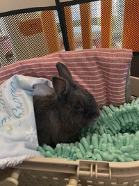 うさこ母さんは、うさホテル『老うさホーム®︎うさこんち®︎』を運営している（うさこ母さん提供）