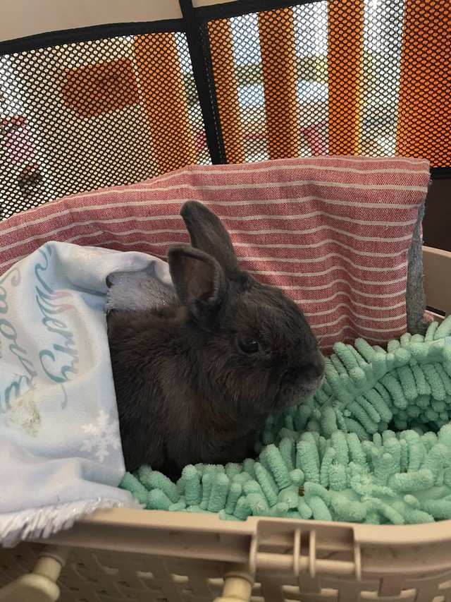 うさこ母さんは、うさホテル『老うさホーム®︎うさこんち®︎』を運営している（うさこ母さん提供）