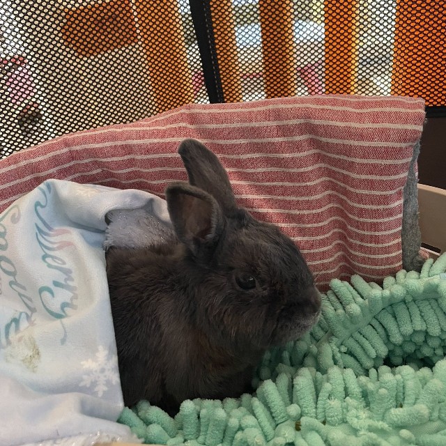 うさこ母さんは、うさホテル『老うさホーム®︎うさこんち®︎』を運営している（うさこ母さん提供）