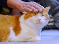 パパのマッサージにうっとりするDecoくん（画像提供：ようめいさん）